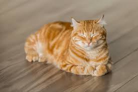 Pamuk — British Shorthair