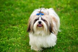 Fındık — Terrier